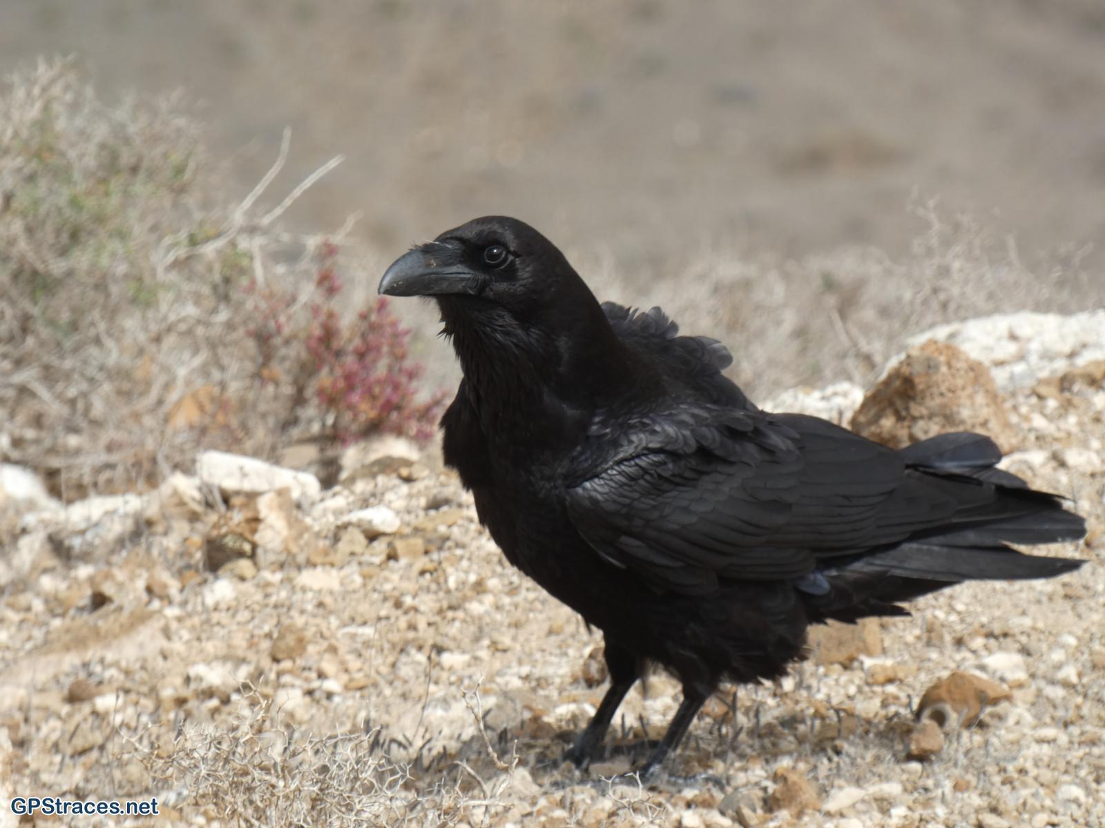 Un compagnon de rando