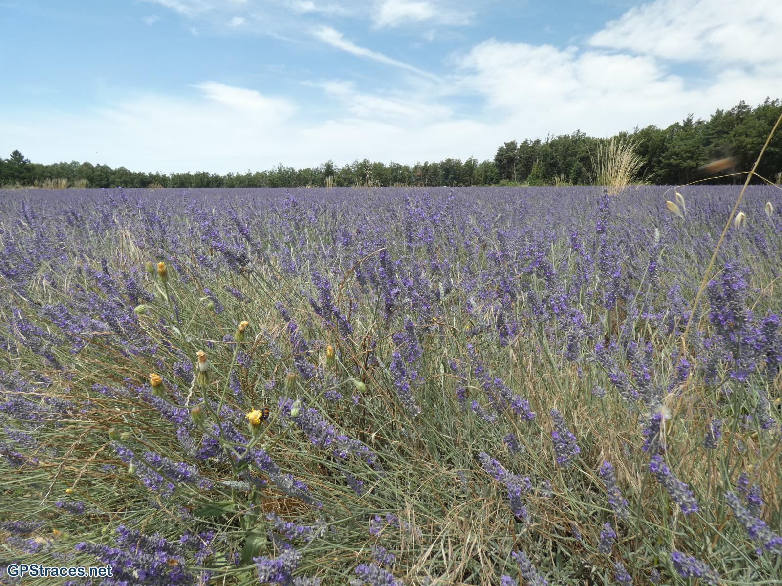 Alpes de Haute Provence-De Revest du Bion à la Haute Lèbre–7