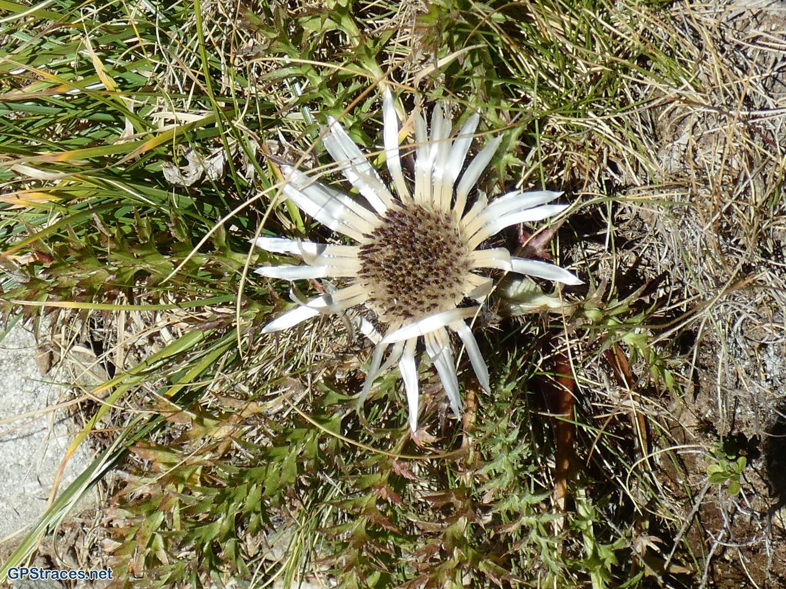 Hautes Alpes-Le refuge de l'Olan–8