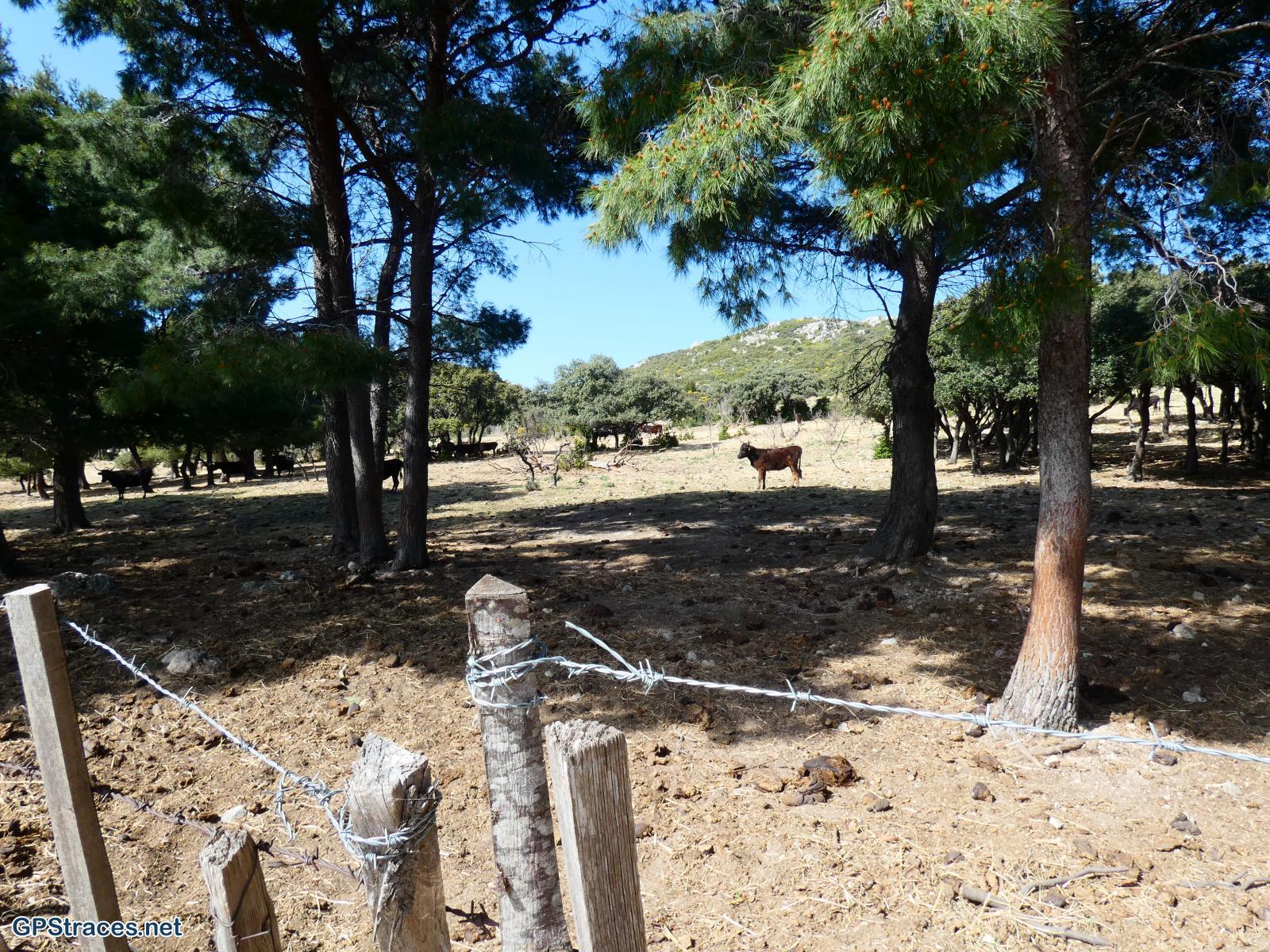 Bouches du Rhône-Alpilles - Aureille - Tour des Opies–21