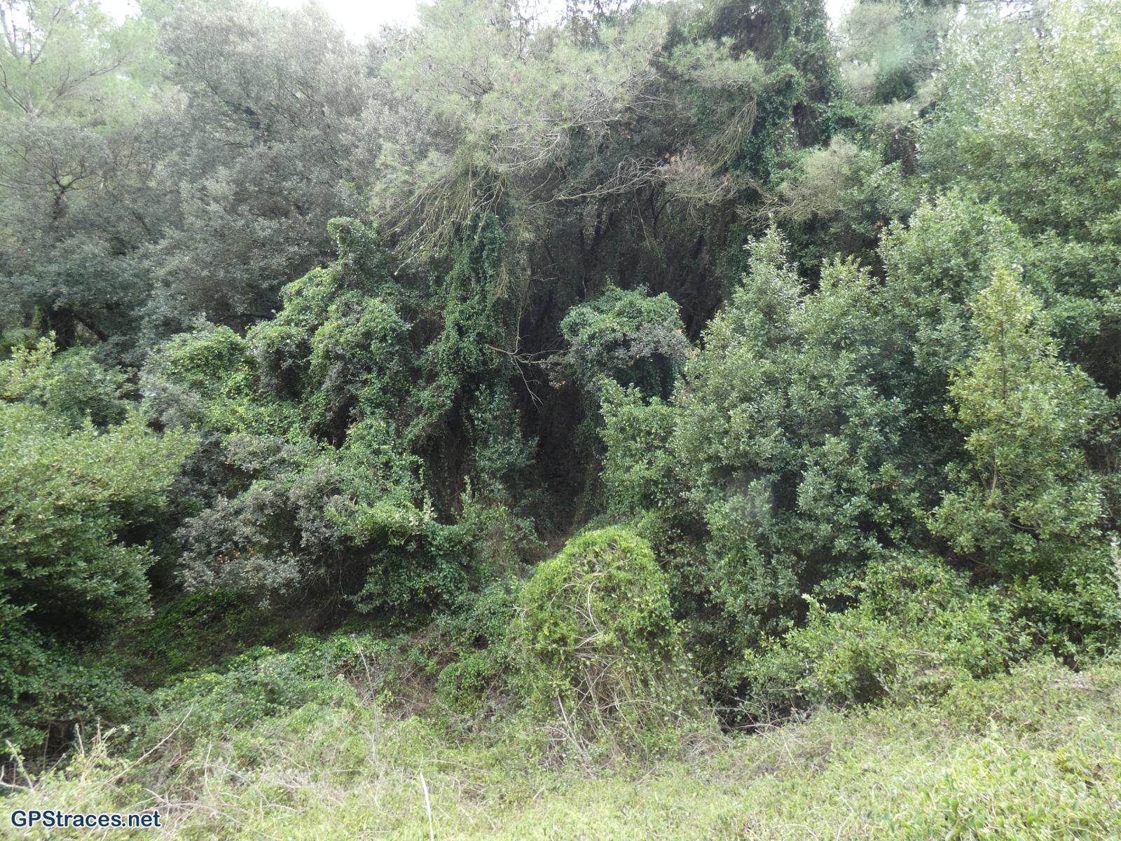 La jungle