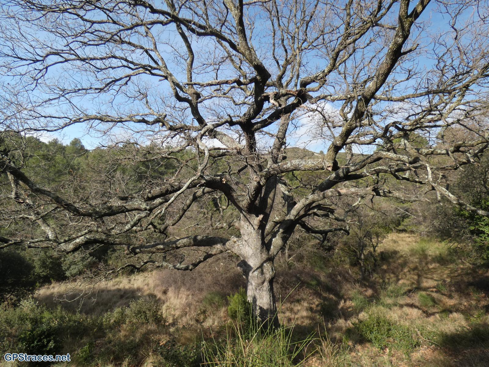 Bouches du Rhône-Alpilles - Chemin de Baume Brignolle - Les Romanins–1