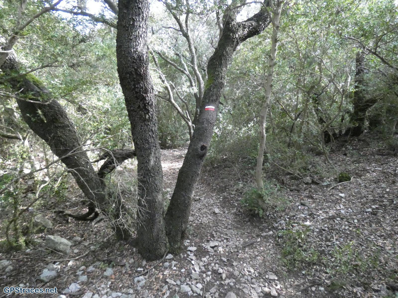 Bouches du Rhône-Alpilles - Chemin de Baume Brignolle - Les Romanins–10