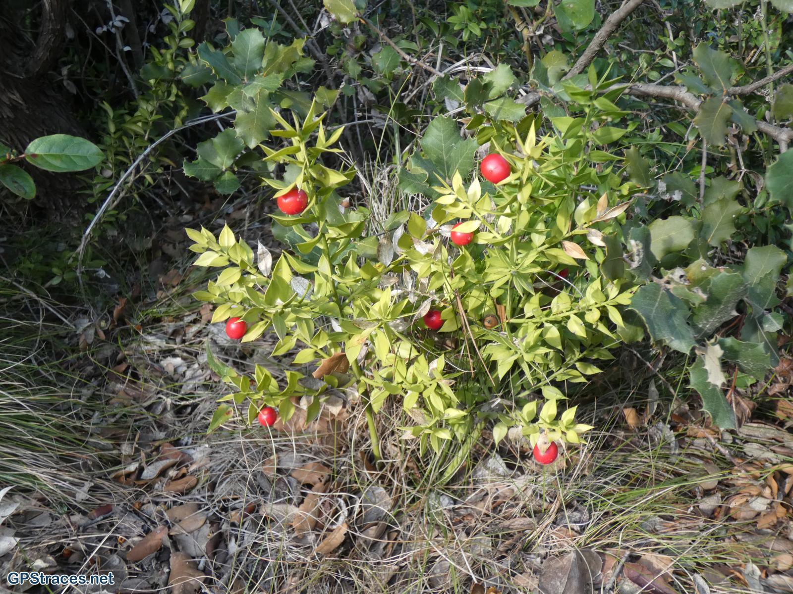 Bouches du Rhône-Alpilles - Chemin de Baume Brignolle - Les Romanins–19