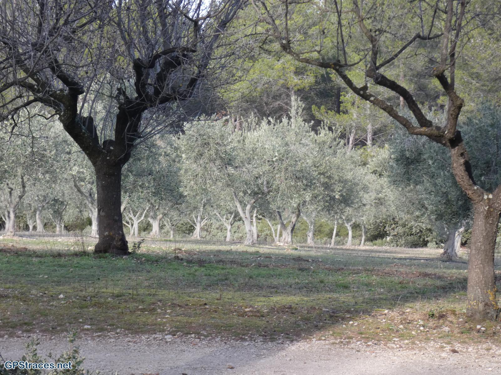 Bouches du Rhône-Alpilles - Chemin de Baume Brignolle - Les Romanins–21