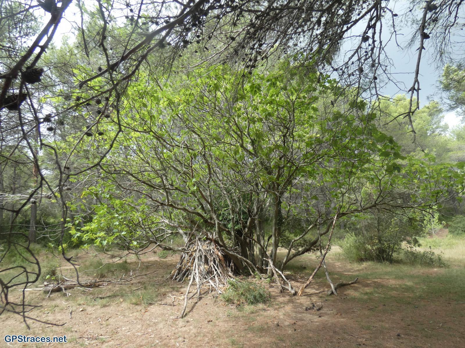 Bouches du Rhône-Alpilles - La Coste Plantier - la Baume Brignolle–0