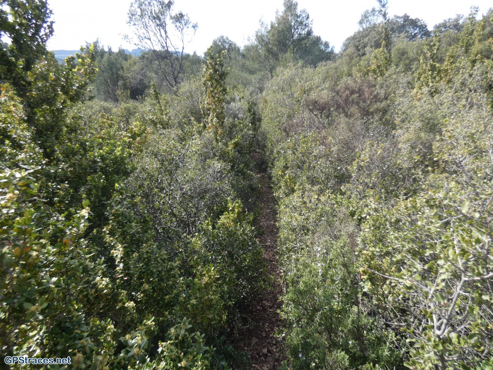 Un sentier étroit