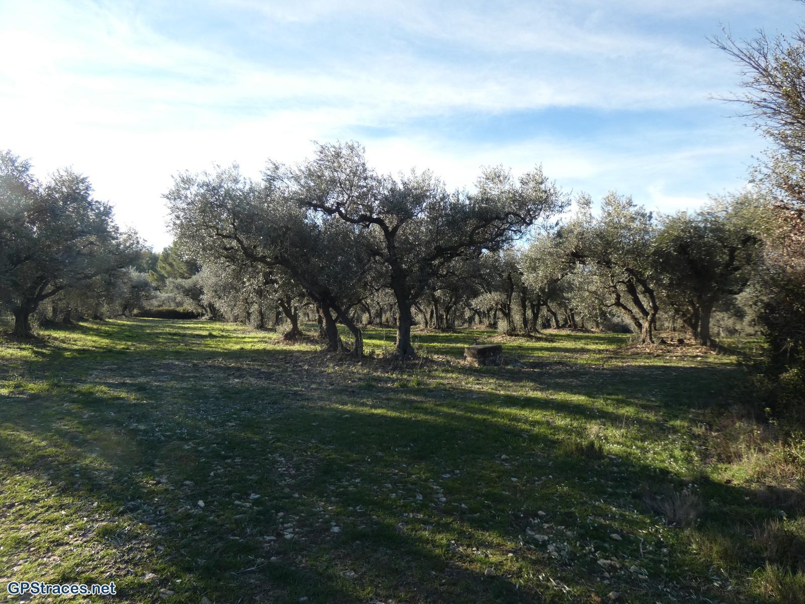 Bouches du Rhône-Alpilles - De Fontvielle au Paradou–3
