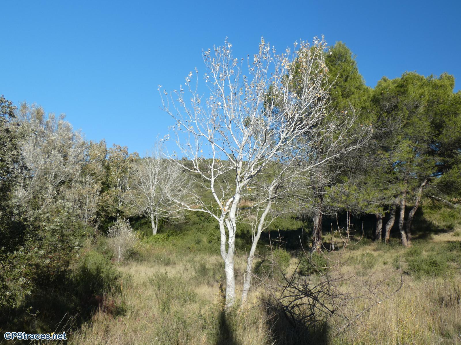Bouches du Rhône-Alpilles - De Fontvielle au Paradou–22