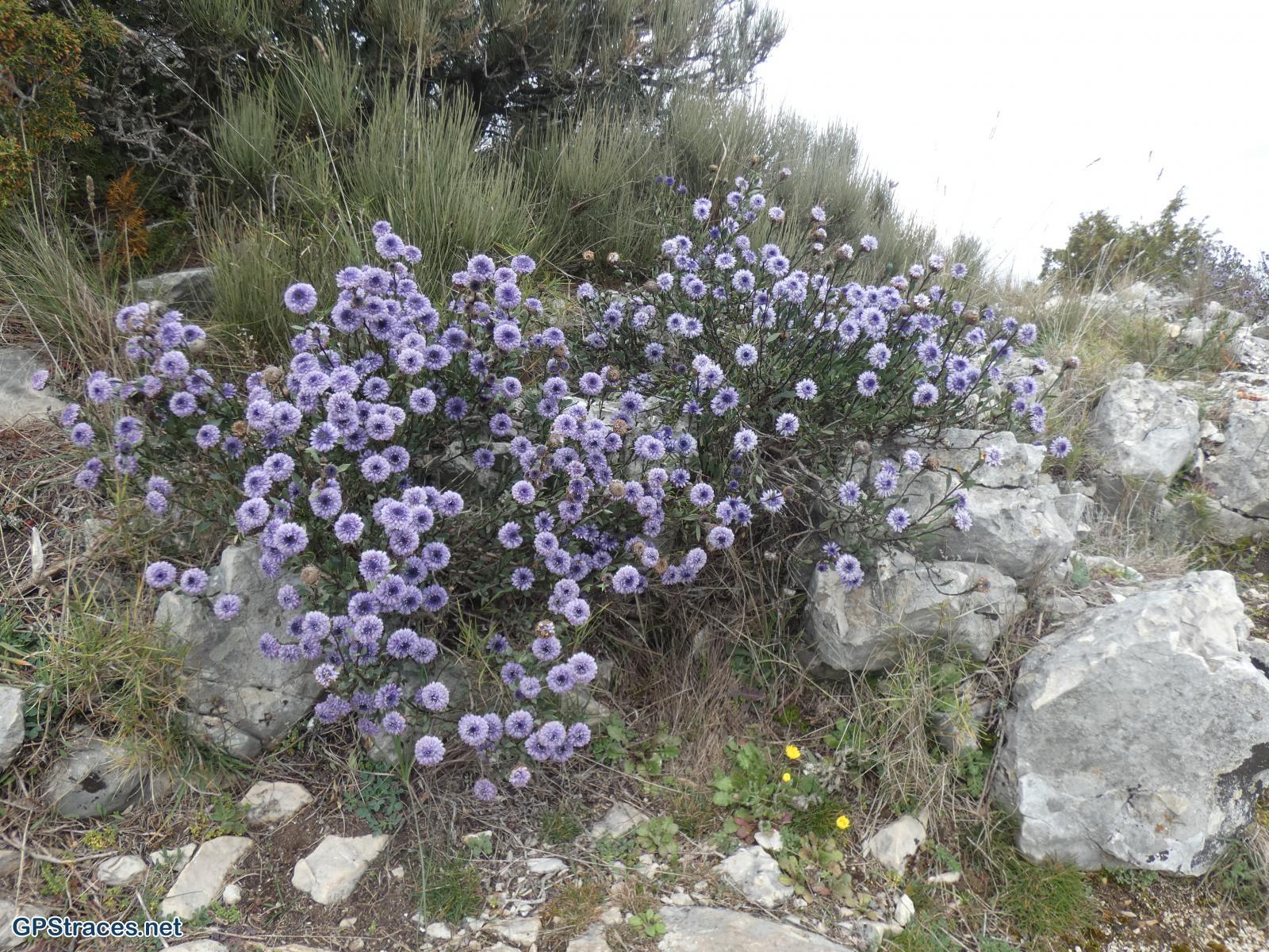 Bouches du Rhône-Alpilles - Plateau de la Caume–6