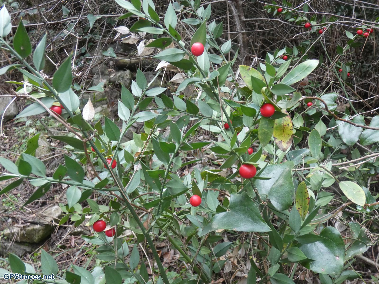 Bouches du Rhône-Alpilles - Plateau de la Caume–14