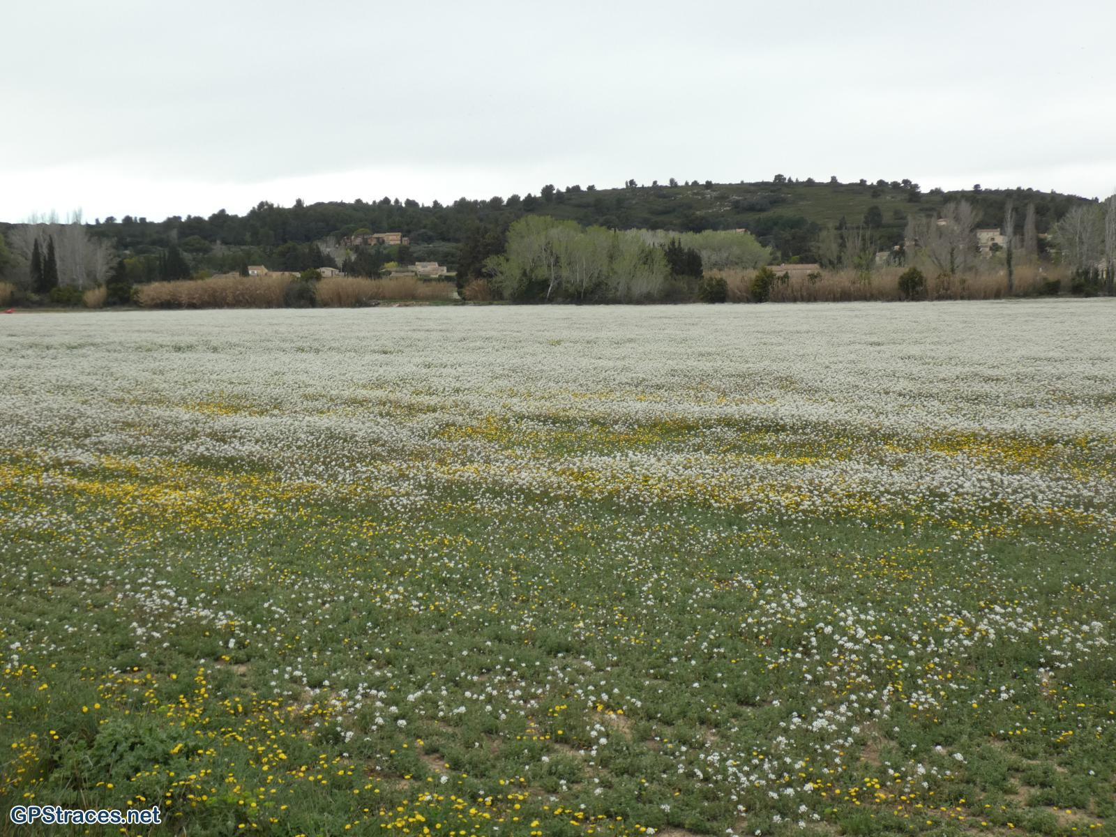 Bouches du Rhône-Alpilles - Rochers de la Pène - Oppidum des tours de Castillon–25