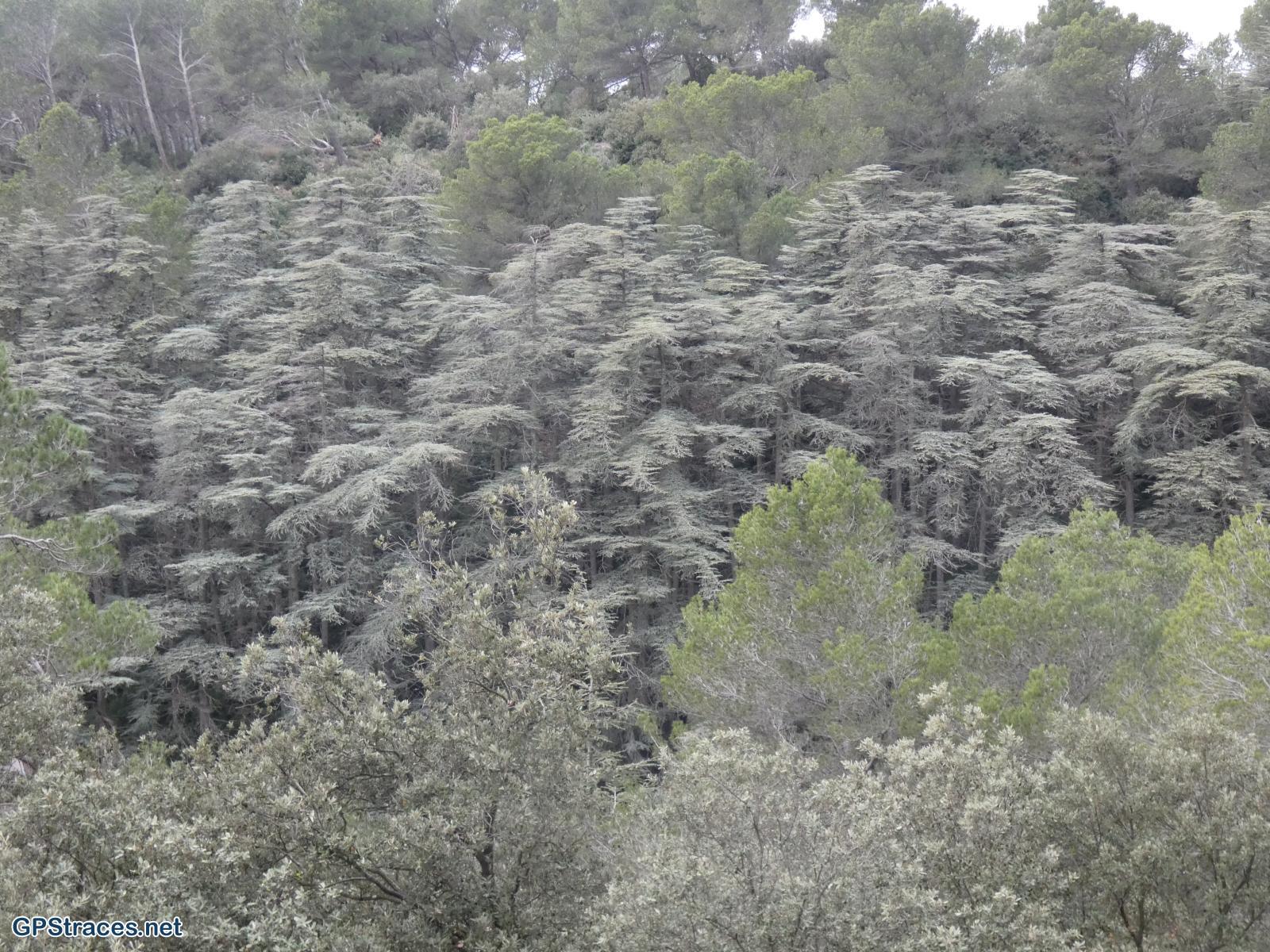 Bouches du Rhône-Alpilles - Saint-Rémy - La Caume - Lac du Peirou–11