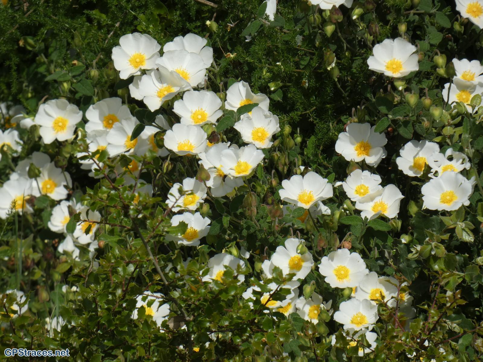 Bouches du Rhône-Alpilles - Tour des Opies - Crête de Civadières est–1