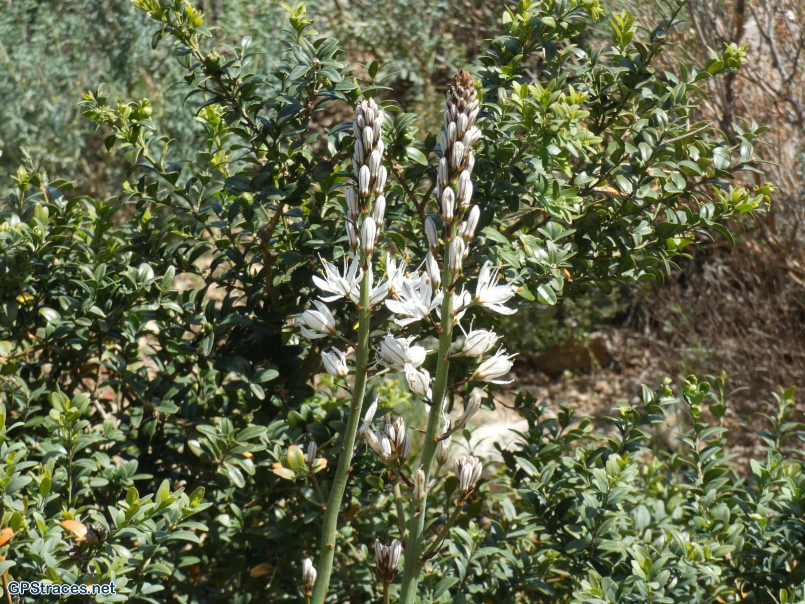 Des asphodèles