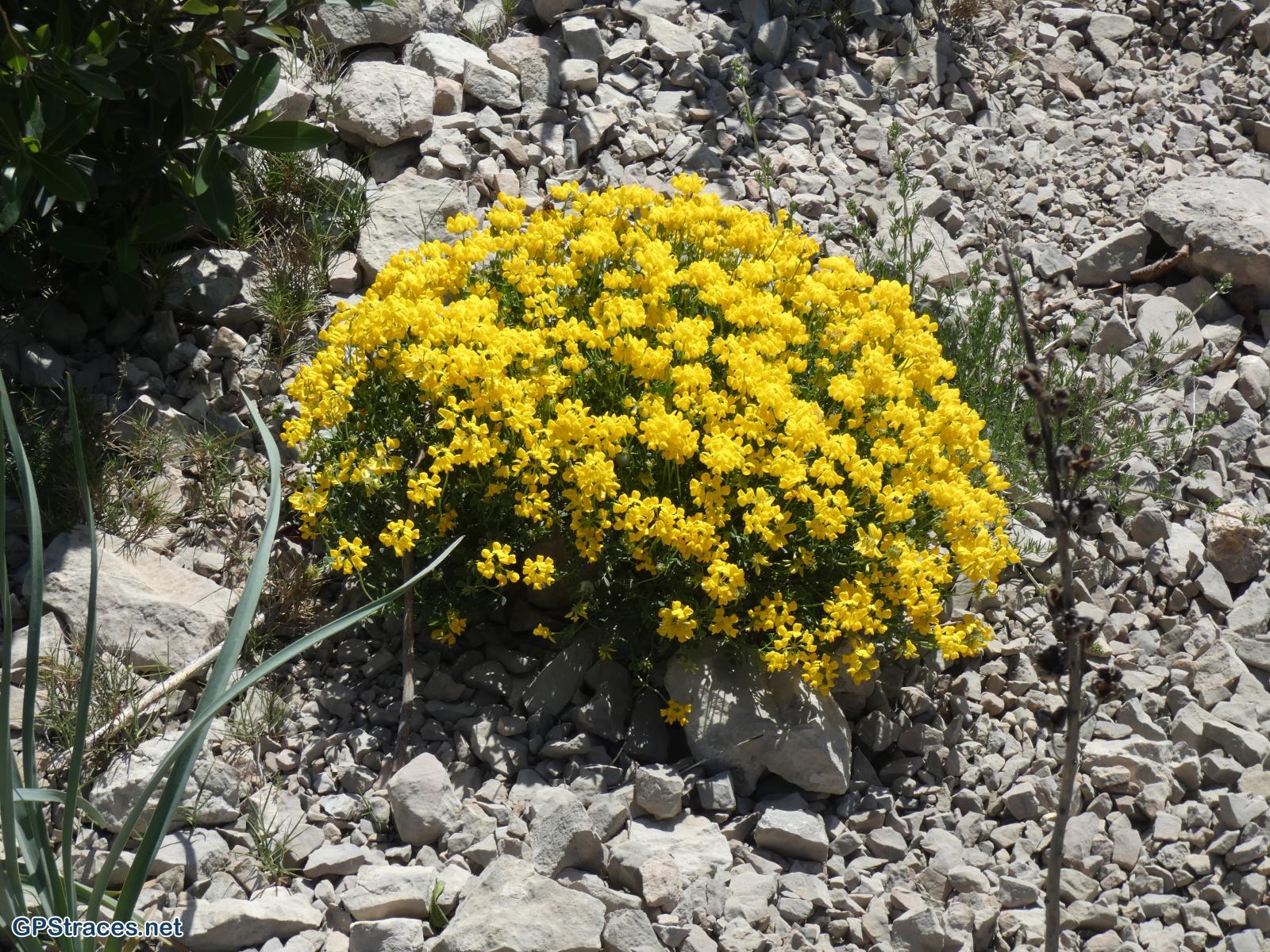 Bouches du Rhône-Alpilles - Tour des Opies - Crête de Civadières est–25