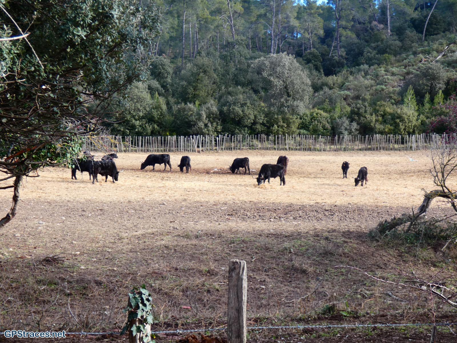 La manade des Alpilles