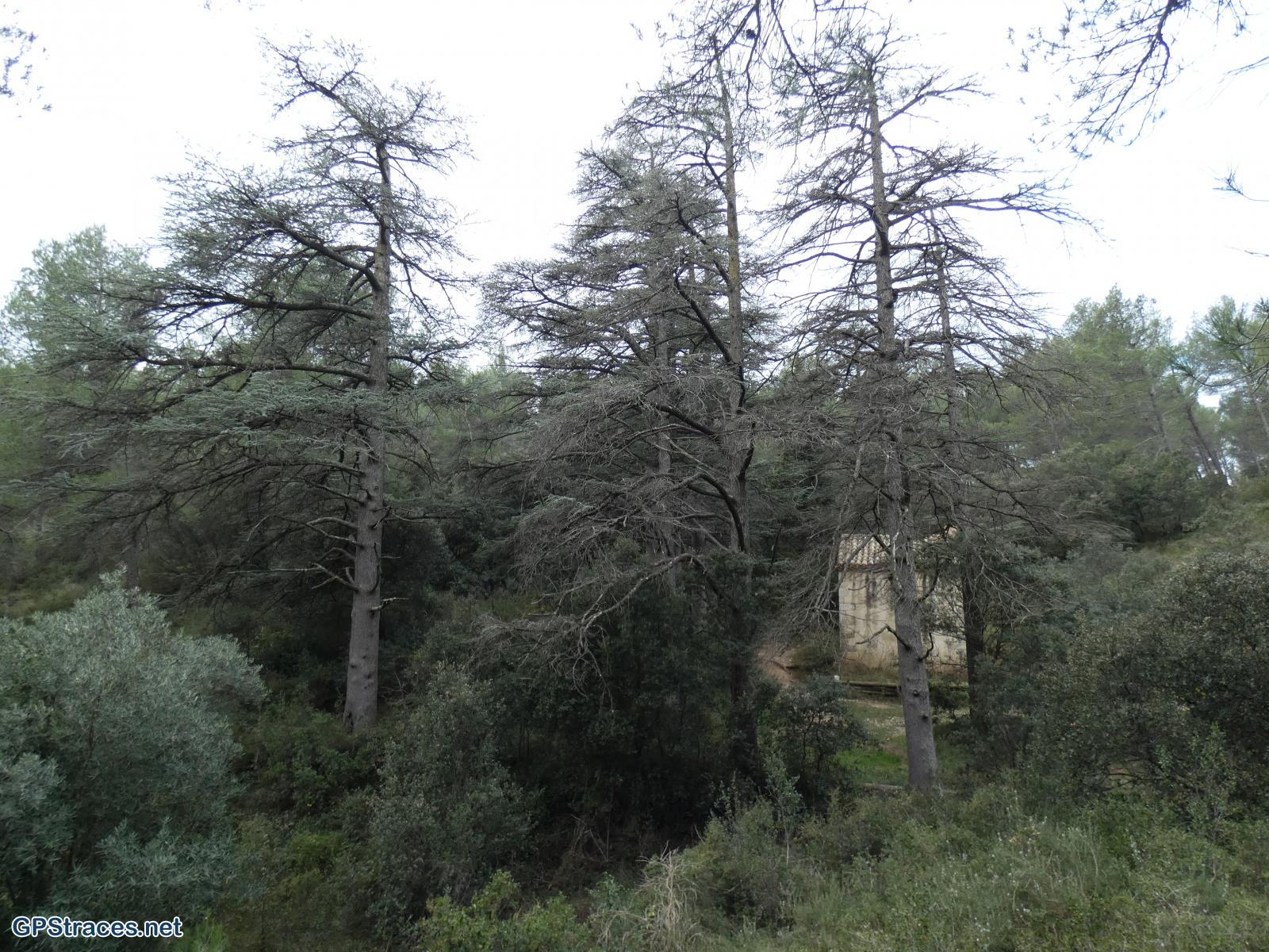 Cèdres majestueux
