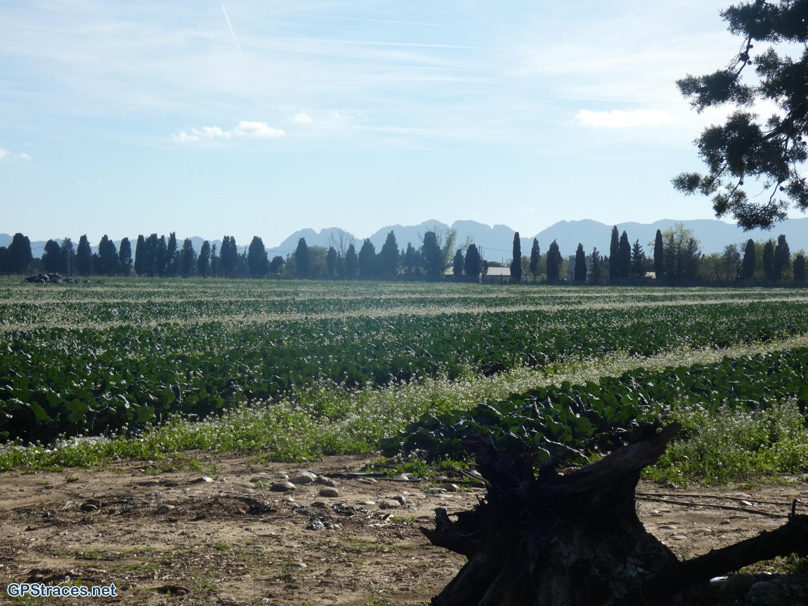 Les Alpilles