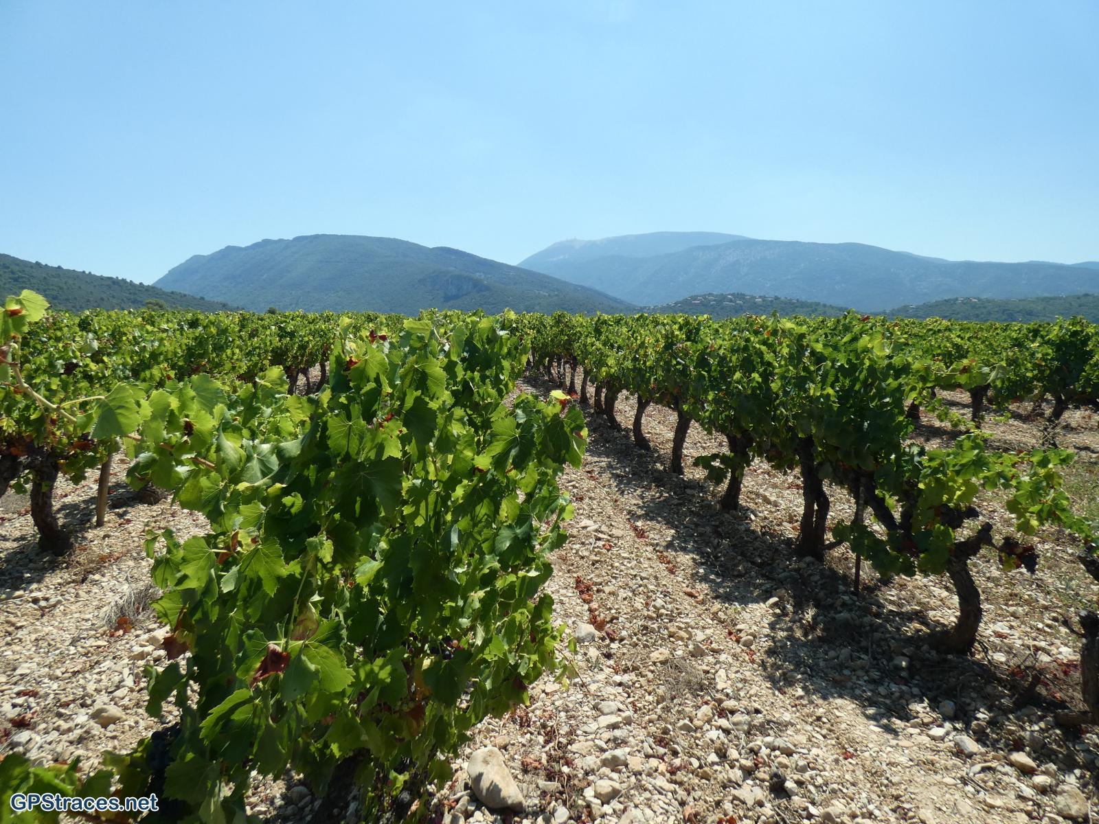 Au loin, le Mont Ventoux