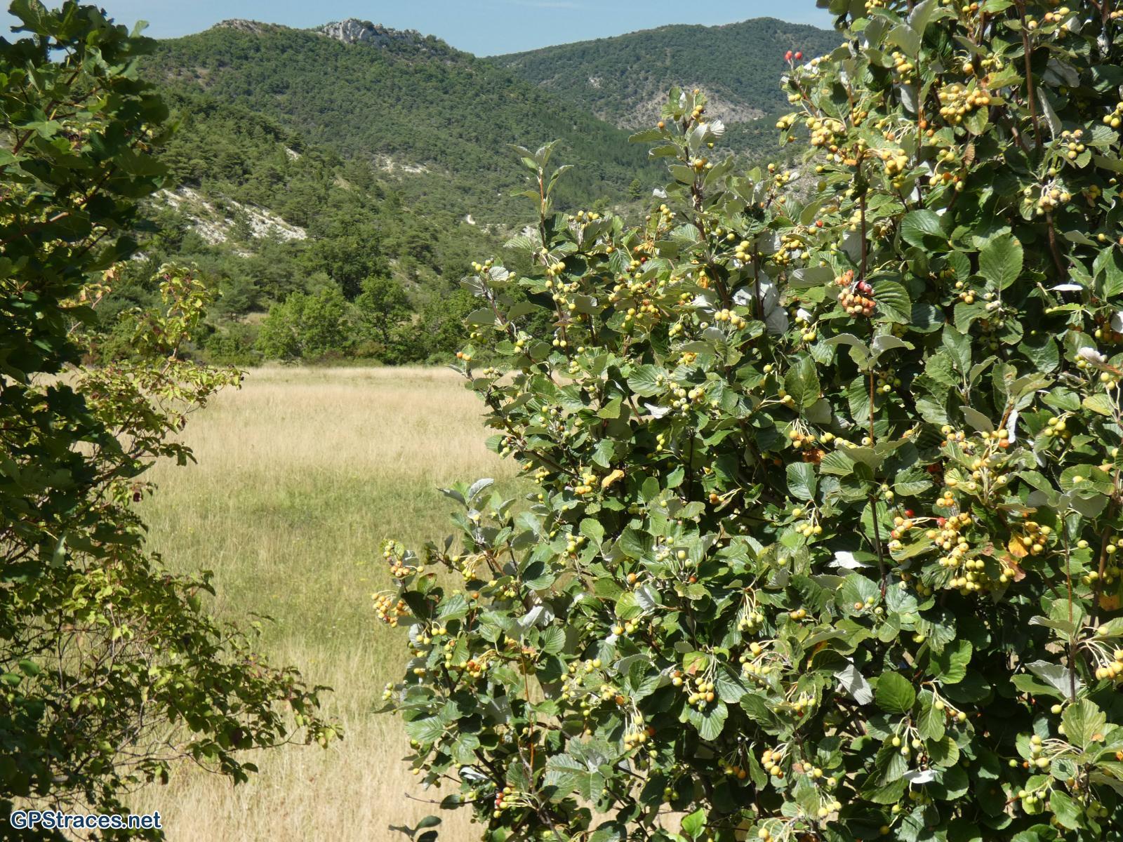 Drôme-Baronnies - Beauvoisin - Pié du Bœuf - Montagne de la Taillade–9