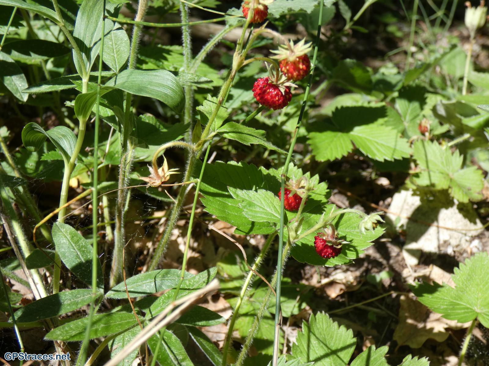 Des fraises des bois