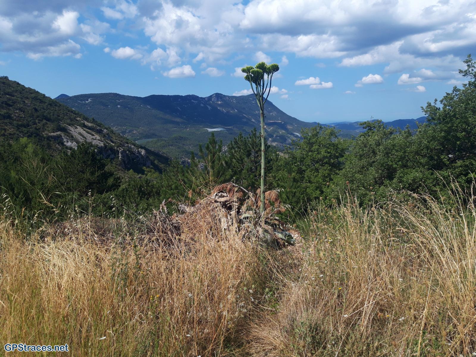 Drôme-Baronnies - Plaisians - La Nible–1