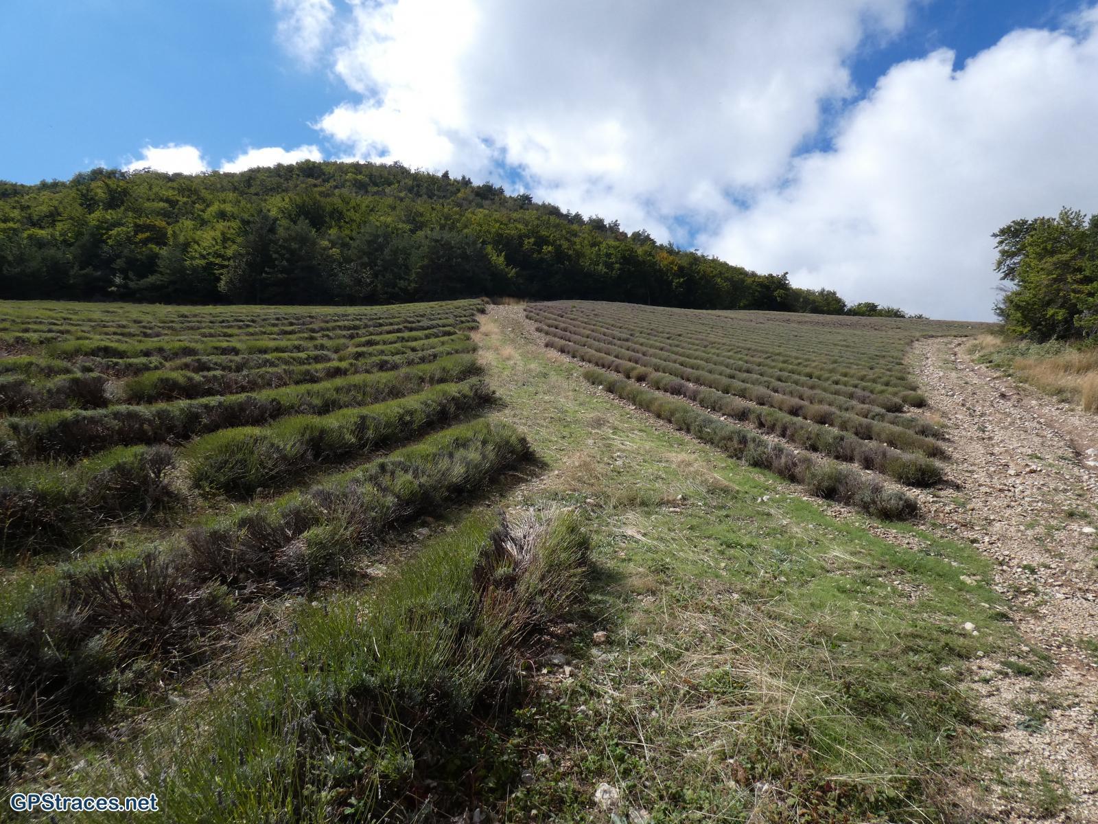 Drôme-Baronnies-Le-Poët-en-Percip-La-Rochette-du-Buis–5
