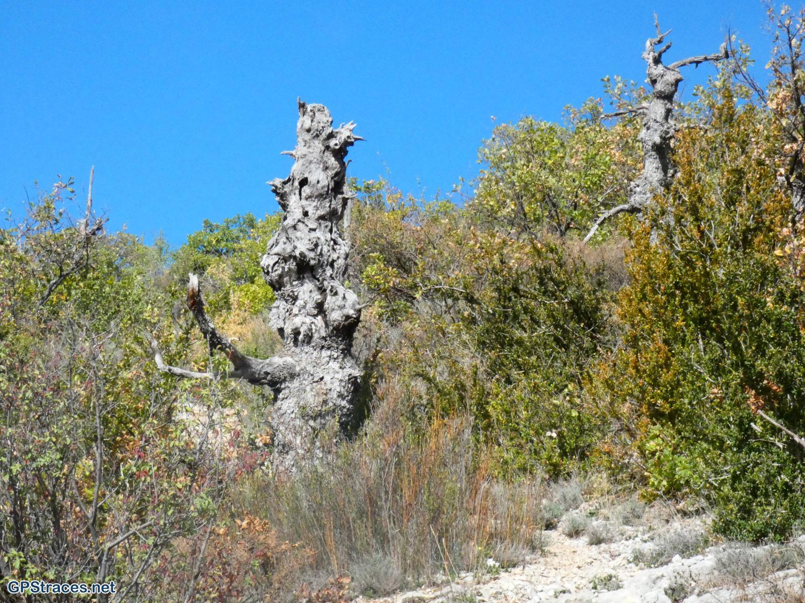 Drôme-Baronnies - Le Serre de Rioms par le col des Grenouilles–10