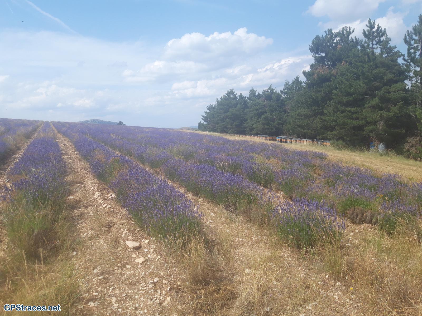 Drôme-Col de l'Homme Mort - Croix Blanche–3
