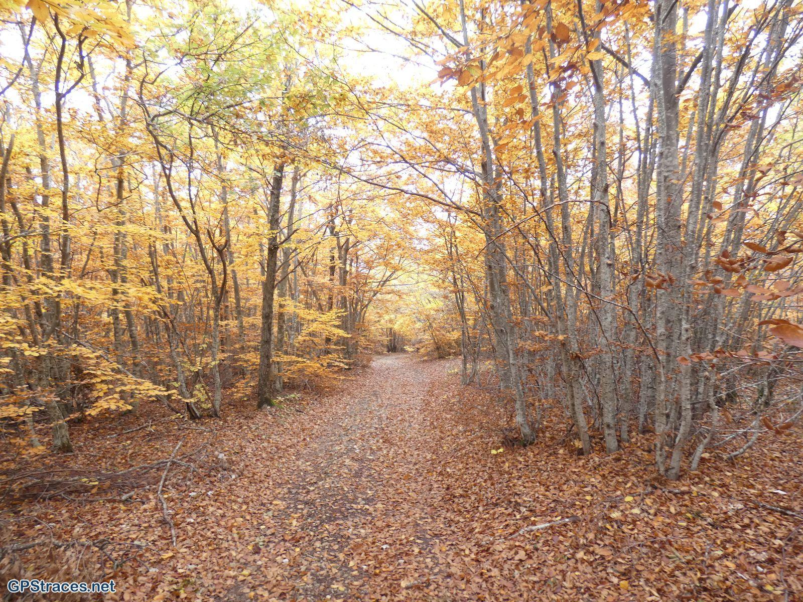 Couleurs d'automne