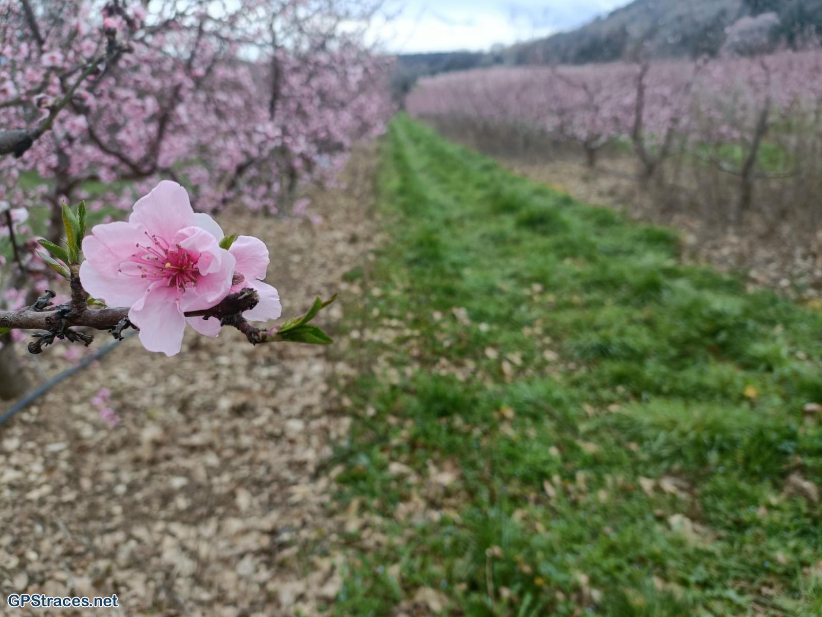 Drôme-Savasse–0