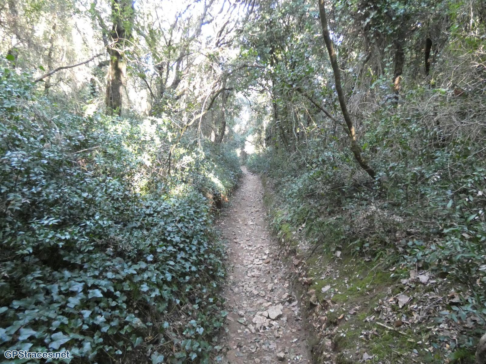 Gard-Aqueduc bois de Remoulin - Sernhac–4