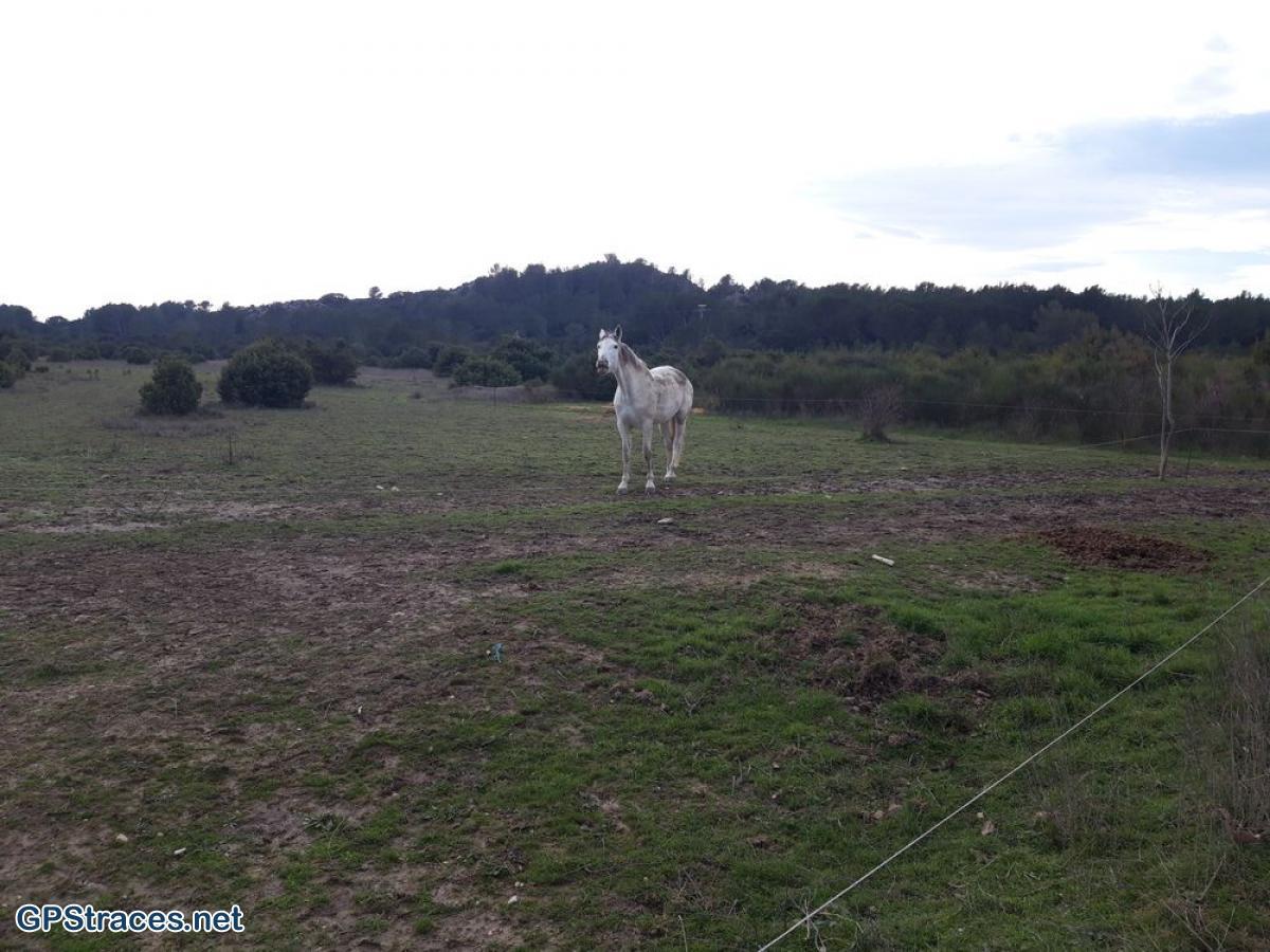 Gard-Aramon - Dève–10
