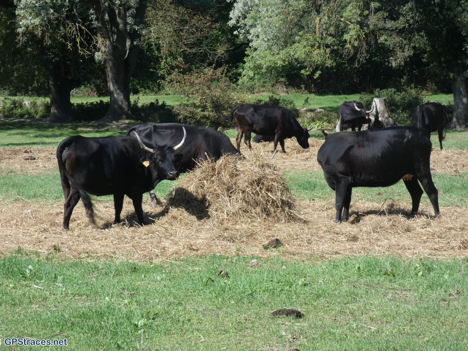 Gard-Aujargues - Les carrières de Junas–2