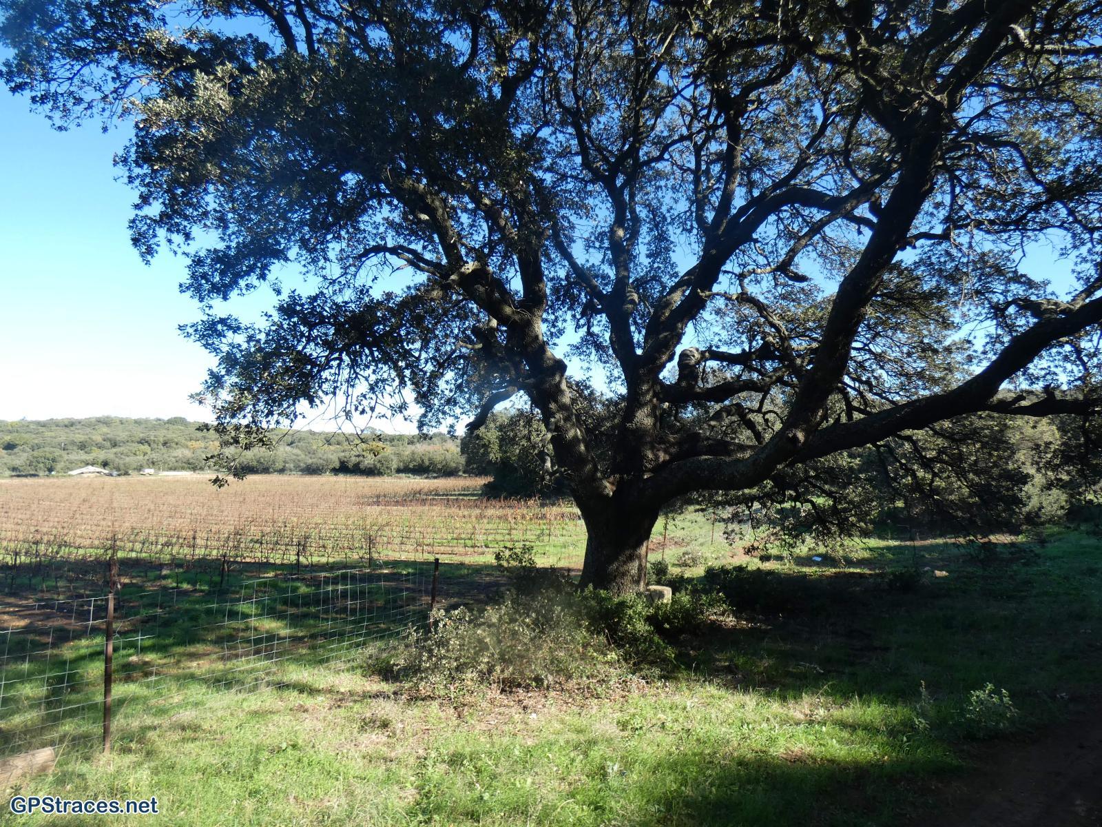 Gard-Autour de Rochefort-du-Gard–8