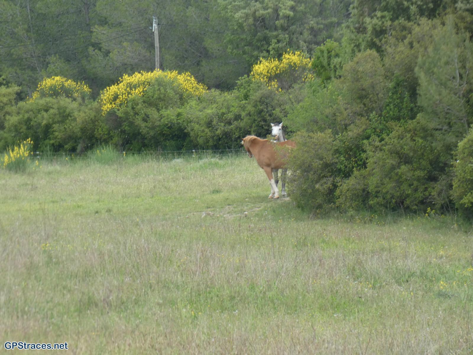 Gard-Les carrières et le bois des Lens–8