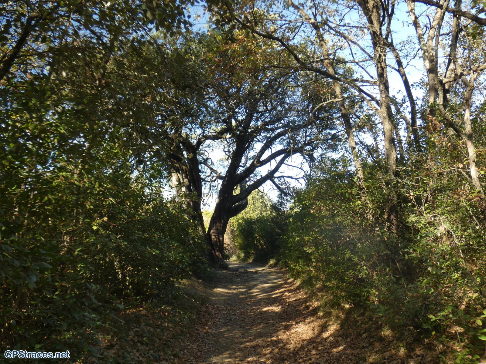 Le cade millénaire