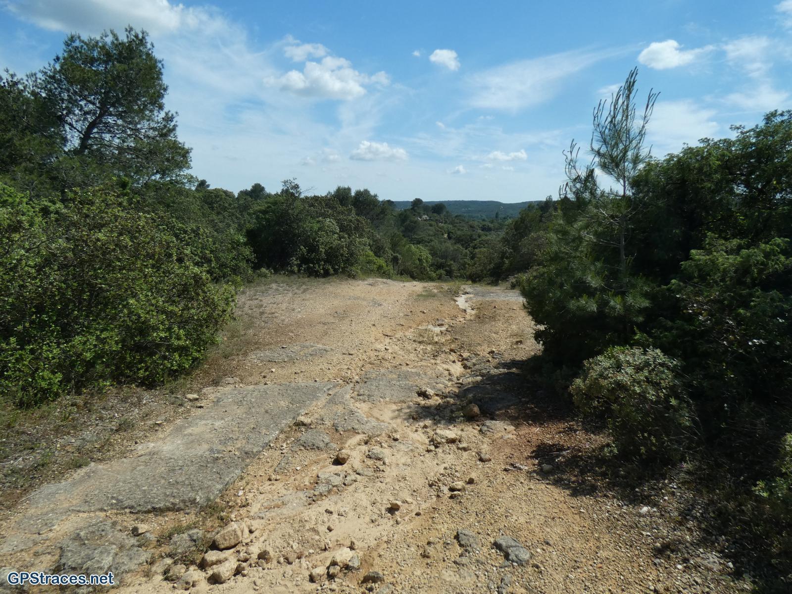 Dans la garrigue