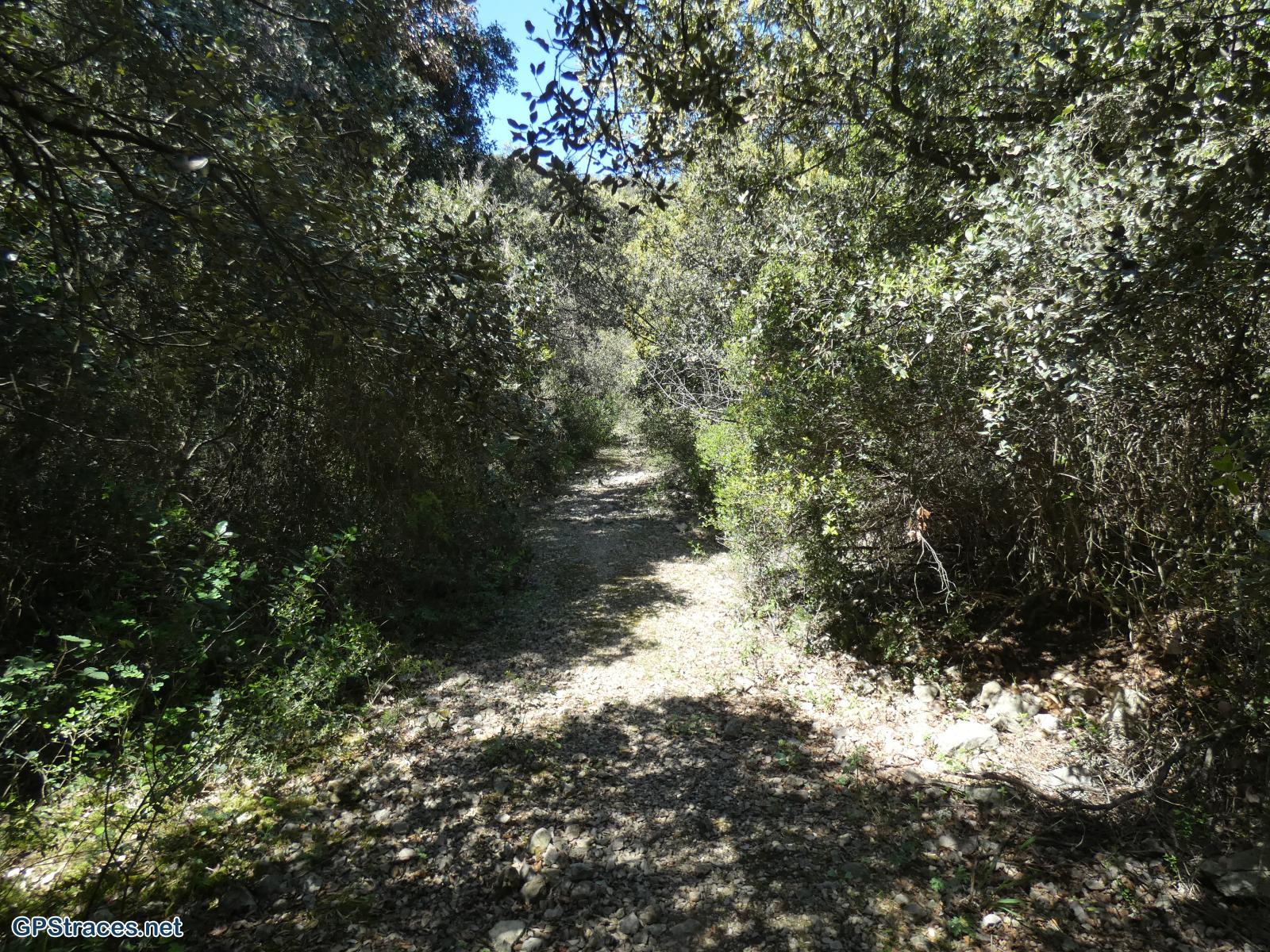 Gard-Castillon du Gard - Forêt de Saint Martin–1
