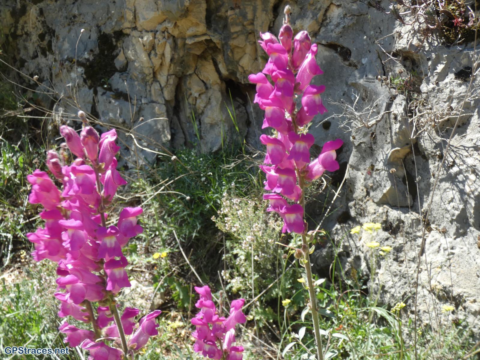 Gard-Castillon du Gard - Forêt de Saint Martin–4