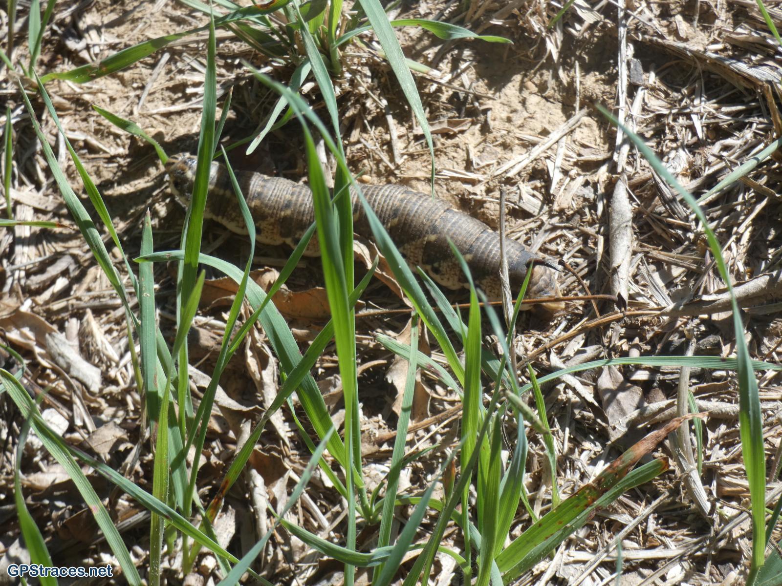Gard-Les Fumades - Défilé de l'Argensol–1