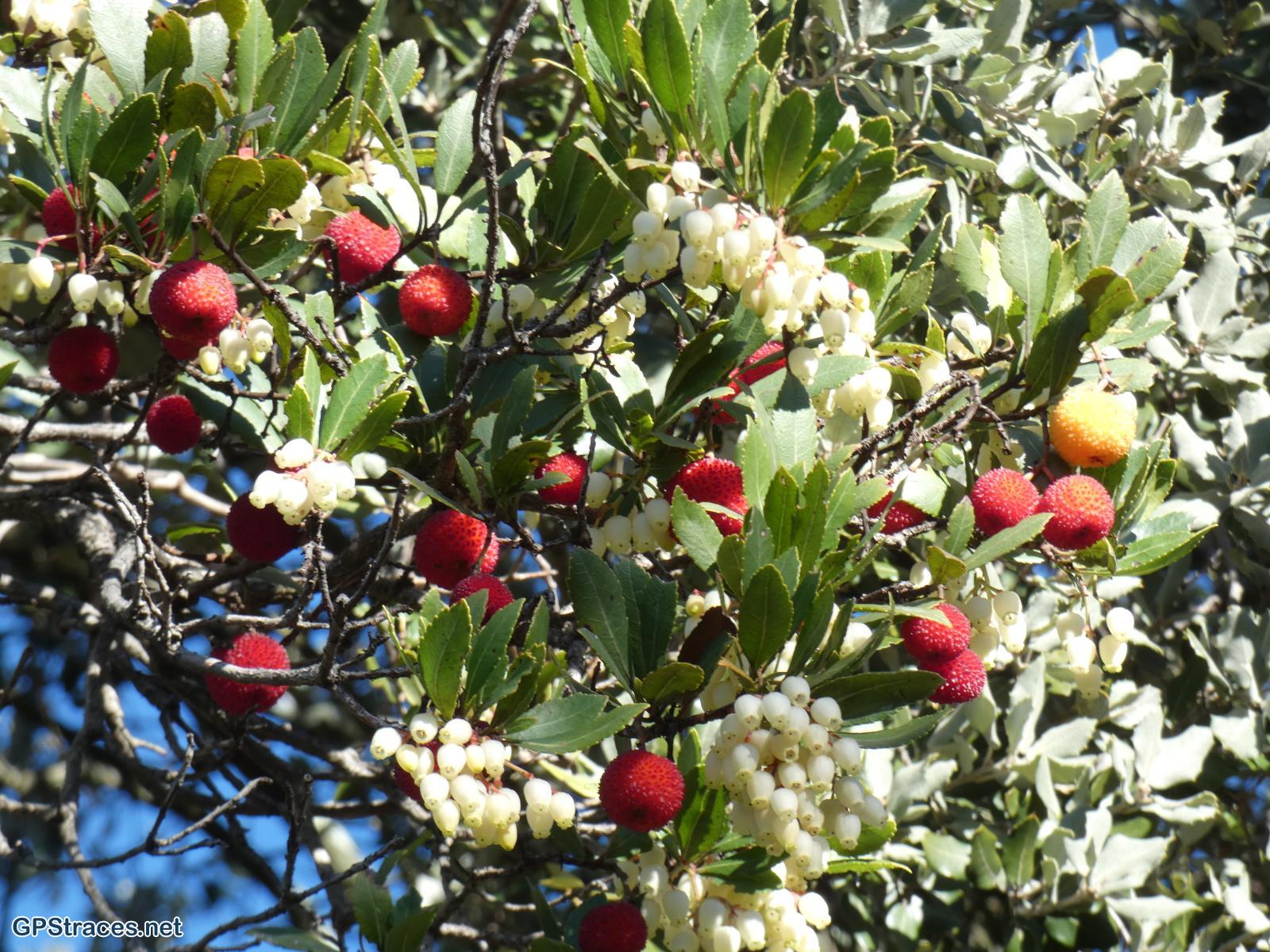 Gard-De Masmolène à Pougnadoresse–7