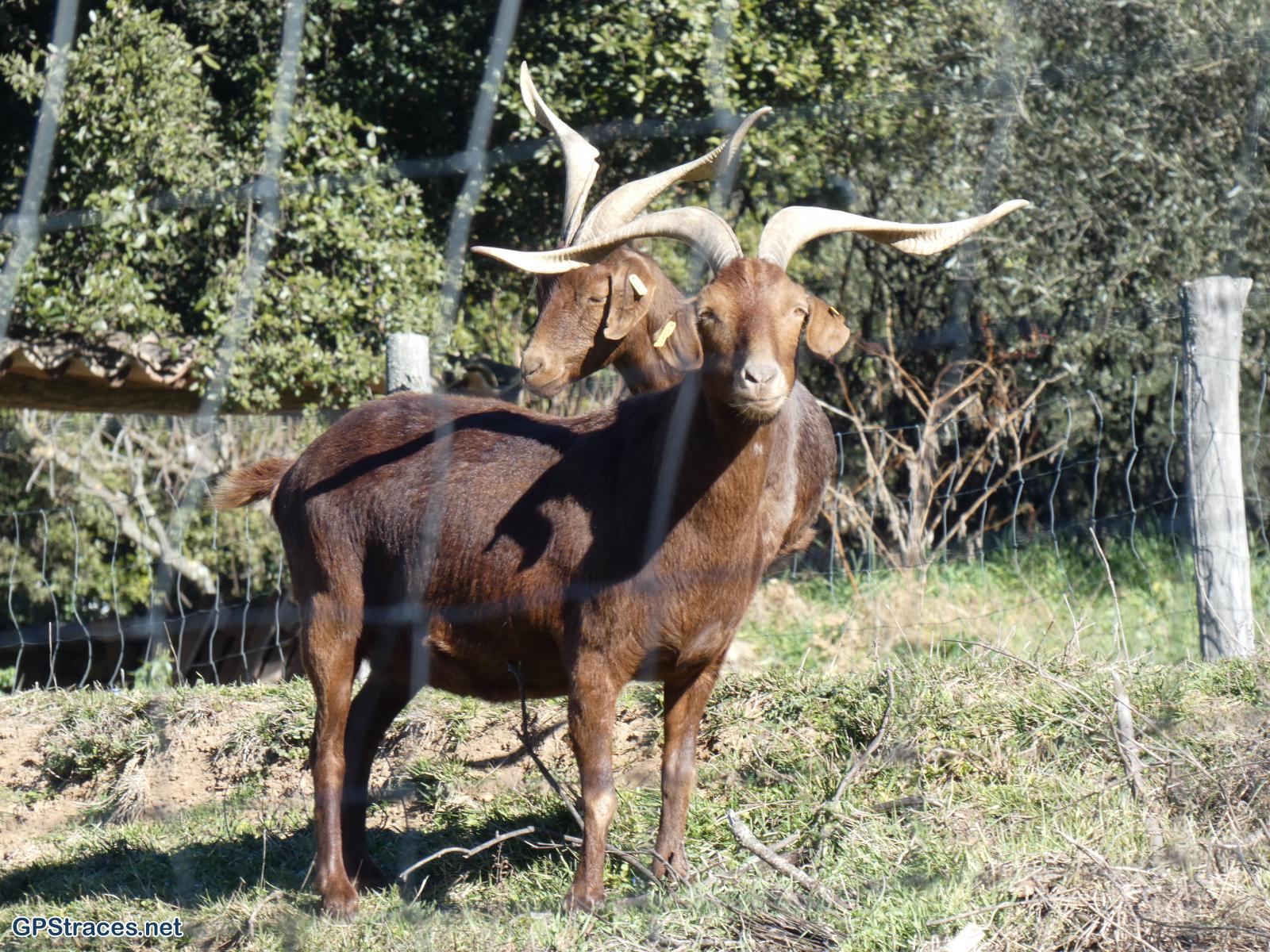 Gard-Mégiers - Sabran–4
