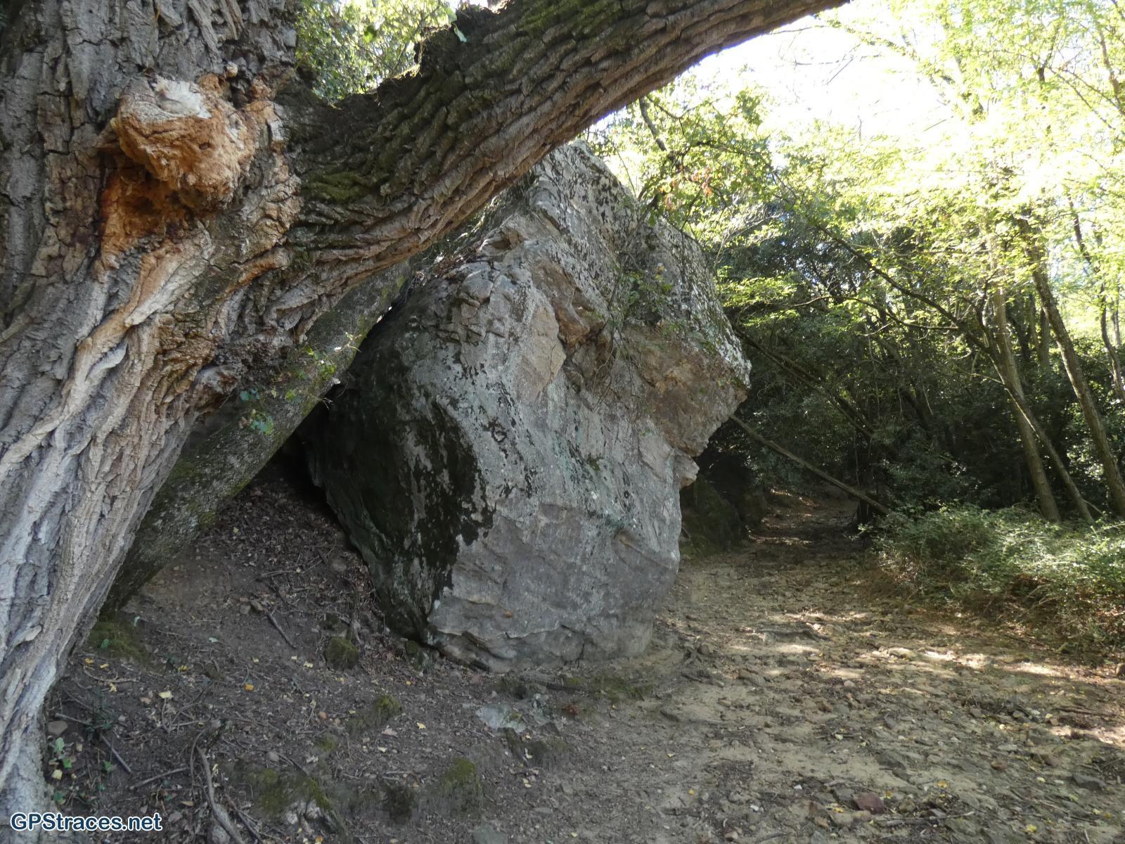 Gard-Le Pin - Pougnadoresse–4