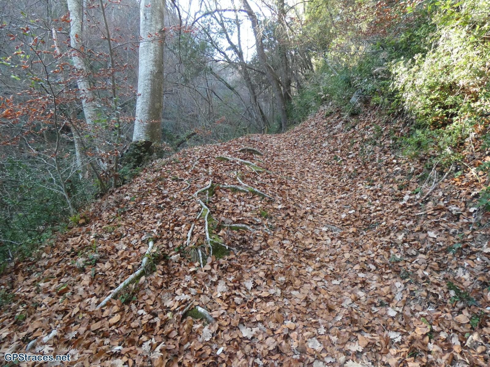 Gard-Saint-Michel d'Euzet - La chartreuse de Valbonne–13