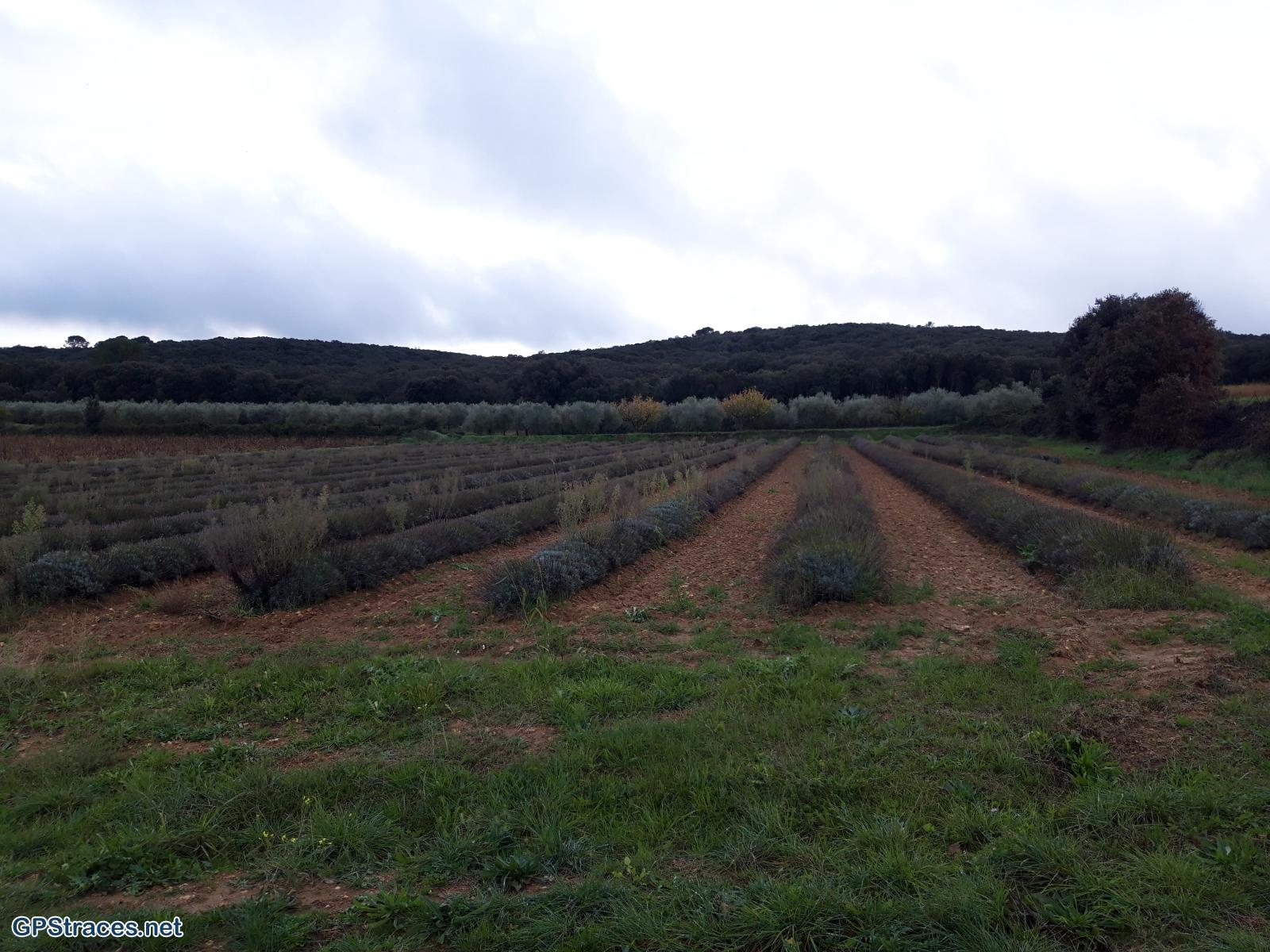 Gard-Sanilhac - La Baume Saint-Vérédème–0