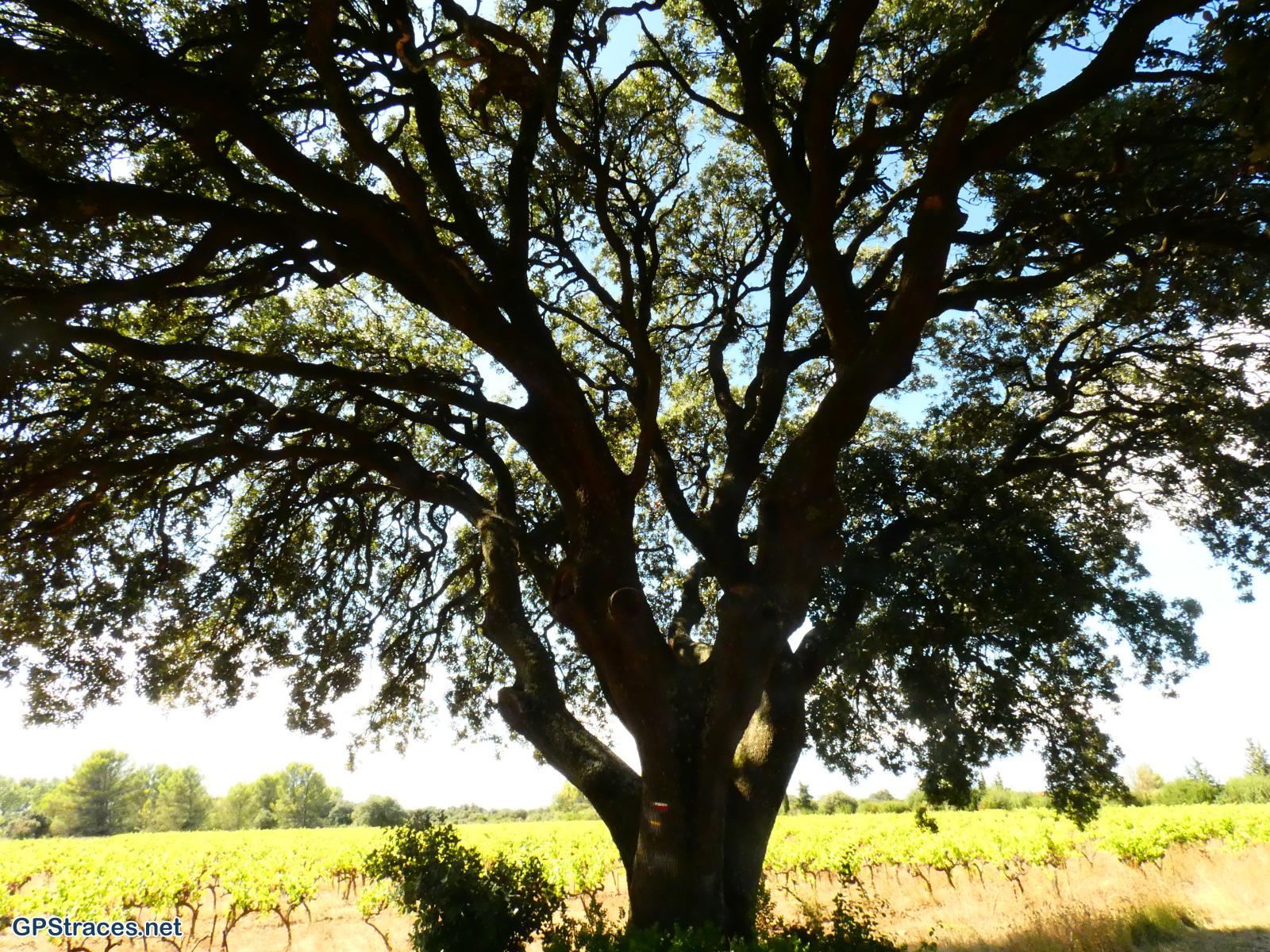 Gard-De Sauveterre à Roquemaure–4