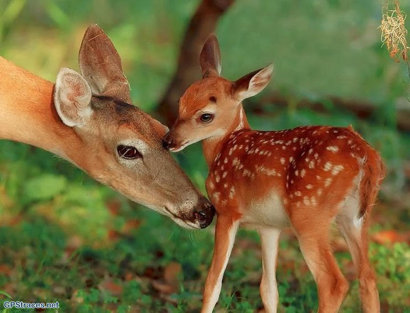 La quiétude du valat d'Arget est favorable à la présence des animaux.