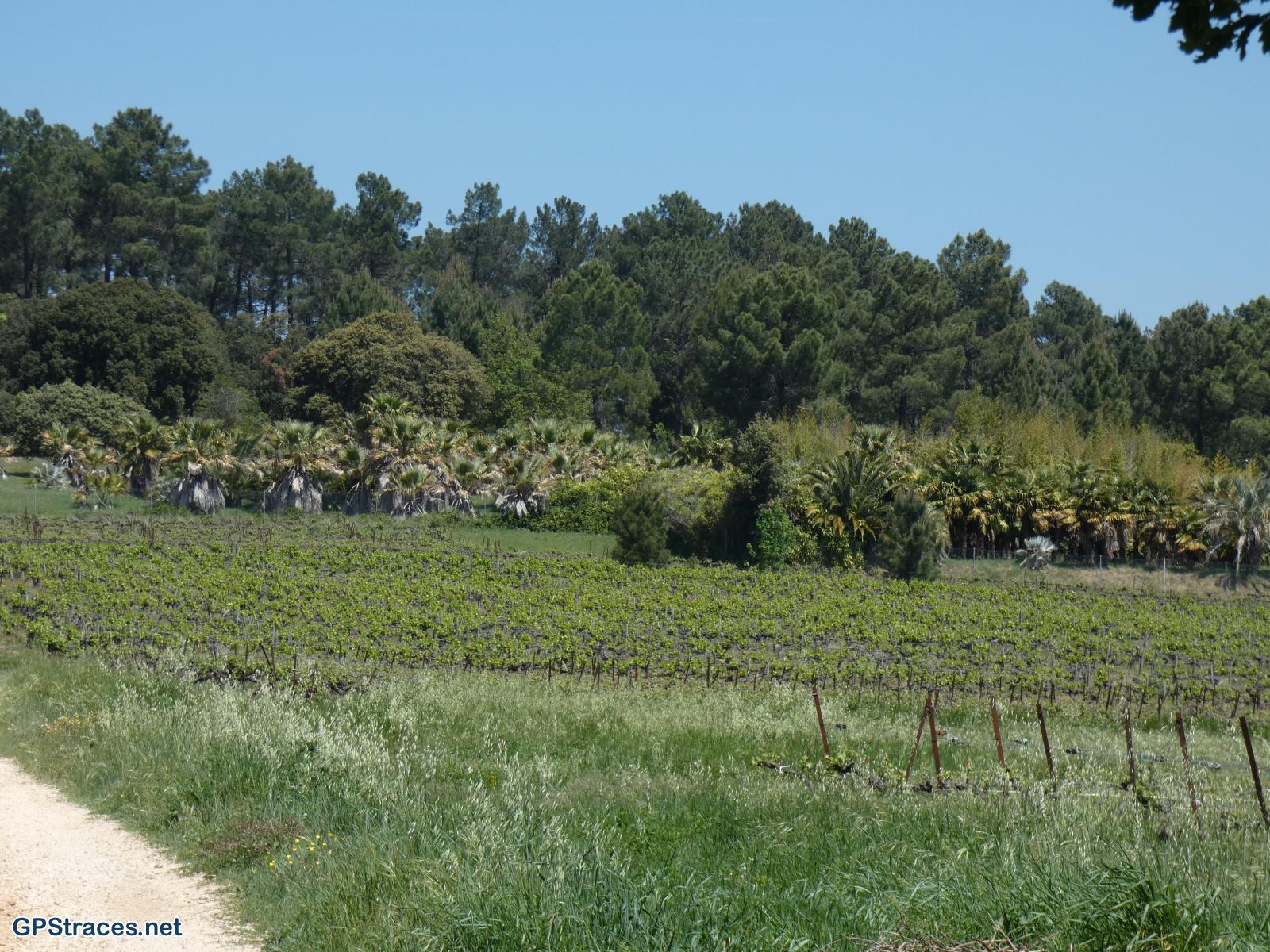 La palmeraie de la Bouscarasse
